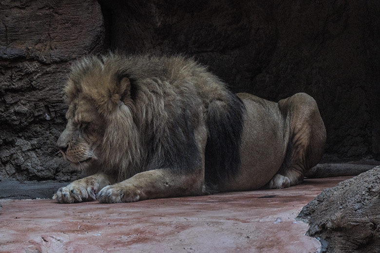 Afrikanischer Löwen-Kater MASSINO am 30. Januar 2022 im Löwen-Haus im Wuppertaler Zoo