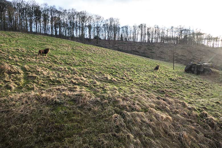 Afrikanische Löwen-Kater TAMO und SHAWANO am 9. Februar 2022 auf der Löwen-Savanne im Zoo Wuppertal