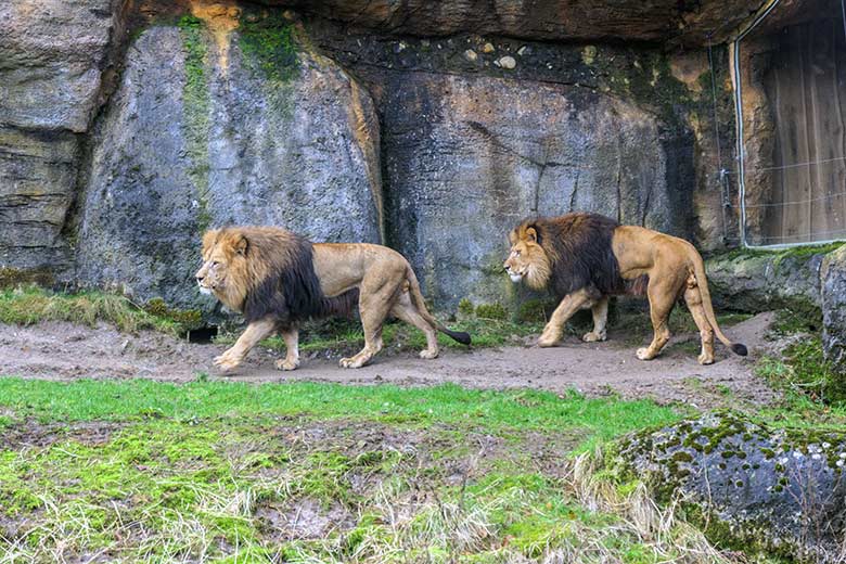 Afrikanische Löwen-Kater SHAWANO und TAMO am 10. Februar 2022 vor dem Löwen-Haus im Zoologischen Garten Wuppertal