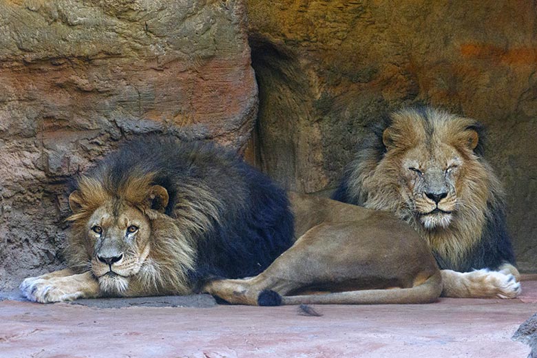 Afrikanische Löwen-Kater TAMO und SHAWANO am 27. Februar 2022 im Innen-Schaugehege im Löwen-Haus im Wuppertaler Zoo