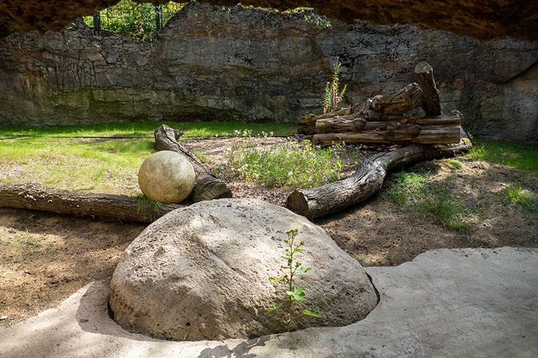 Ausgesäte Wildblumen am 3. August 2022 auf der Mini-Außenanlage am Löwen-Haus im Zoologischen Garten Wuppertal