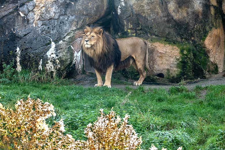 Afrikanischer Löwen-Kater TAMO am 19. Oktober 2022 vor dem Löwen-Haus im Zoologischen Garten Wuppertal