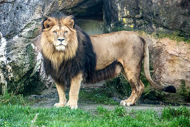 Afrikanischer Löwen-Kater TAMO am 19. Oktober 2022 vor dem Löwen-Haus im Grünen Zoo Wuppertal