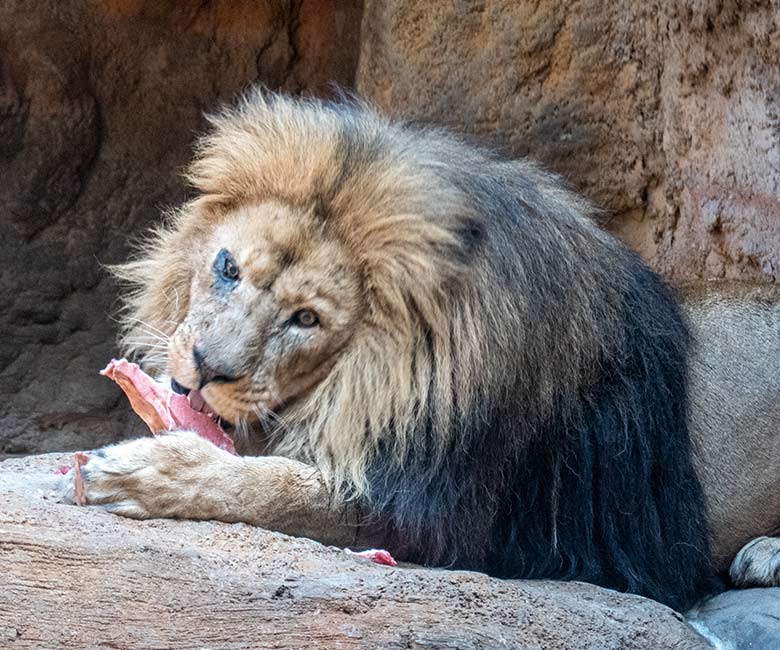 Afrikanischer Löwen-Kater SHAWANO am 25. Februar 2023 im Löwen-Haus im Zoologischen Garten der Stadt Wuppertal