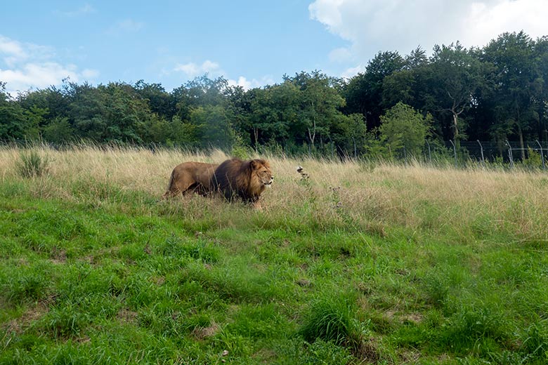 Afrikanischer Löwen-Kater TAMO am 9. August 2023 auf der Löwen-Savanne im Grünen Zoo Wuppertal