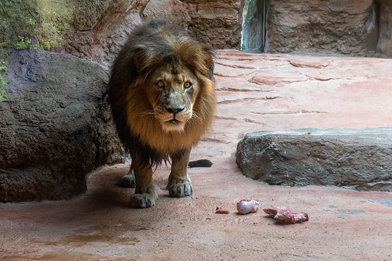 Afrikanischer Löwen-Kater TAMO am 9. August 2023 im Innengehege im Löwen-Haus im Wuppertaler Zoo