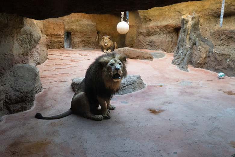 Afrikanische Löwen-Kater SAHWANO und TAMO (hinten) am 7. November 2023 im Innengehege im Löwen-Haus im Wuppertaler Zoo