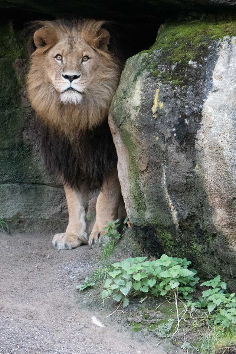 Afrikanischer Löwen-Kater TAMO am 7. November 2023 vor dem Löwen-Haus im Zoo Wuppertal