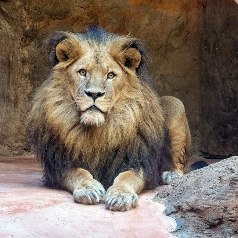 Afrikanischer Löwen-Kater TAMO am 7. November 2023 im Innengehege im Löwen-Haus im Grünen Zoo Wuppertal