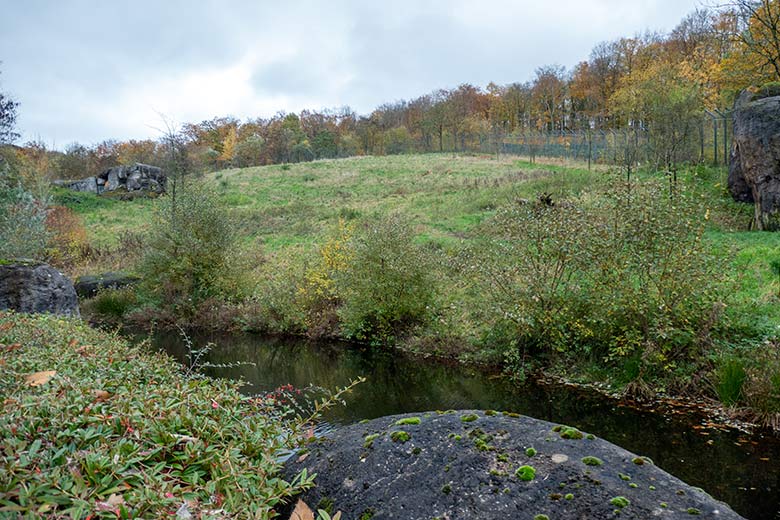 Große Löwen-Savanne am 14. November 2023 im Zoologischen Garten Wuppertal