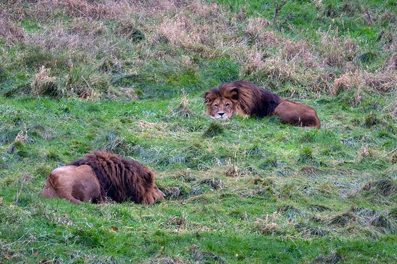 Afrikanische Löwen-Kater SHAWANO und TAMO am 16. November 2023 auf der Löwen-Savanne im Wuppertaler Zoo