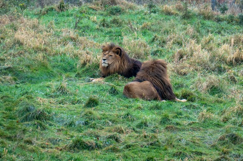 Afrikanische Löwen-Kater TAMO und SHAWANO (vorn) am 17. November 2023 auf der Löwen-Savanne im Zoo Wuppertal