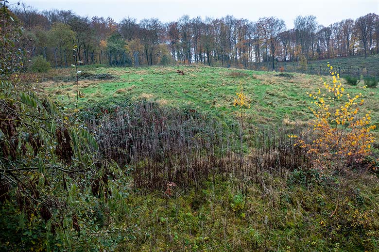 Große Außenanlage für Löwen am 17. November 2023 im Zoologischen Garten Wuppertal