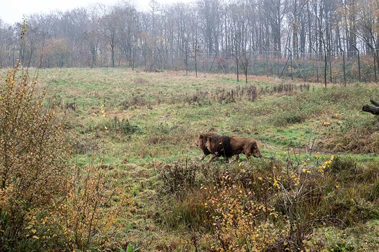 Afrikanischer Löwen-Kater SHAWANO und Tamo (vorn) am 26. November 2023 auf der Löwen-Savanne im Wuppertaler Zoo