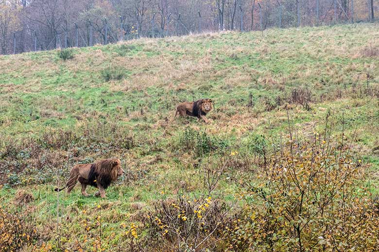 Afrikanischer Löwen-Kater SHAWANO und TAMO (oben) am 26. November 2023 auf der Löwen-Savanne im Grünen Zoo Wuppertal