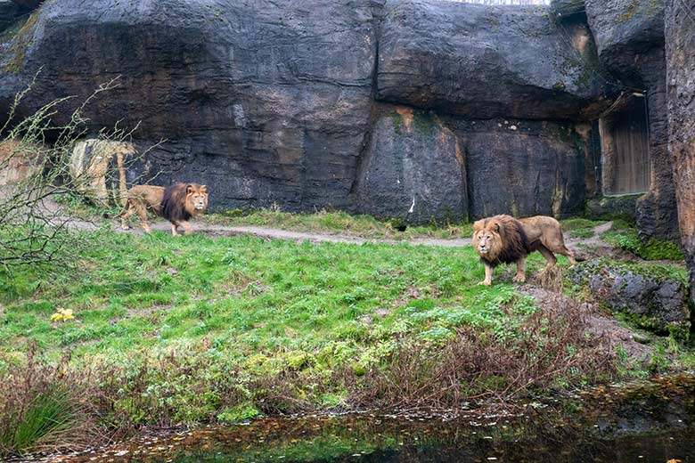 Afrikanischer Löwen-Kater TAMO und SHAWANO am 26. November 2023 vor dem Löwen-Haus im Zoo Wuppertal