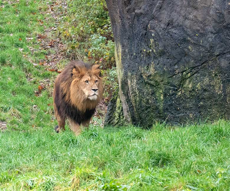 Afrikanischer Löwen-Kater TAMO am 26. November 2023 vor dem Löwen-Haus im Zoologischen Garten Wuppertal