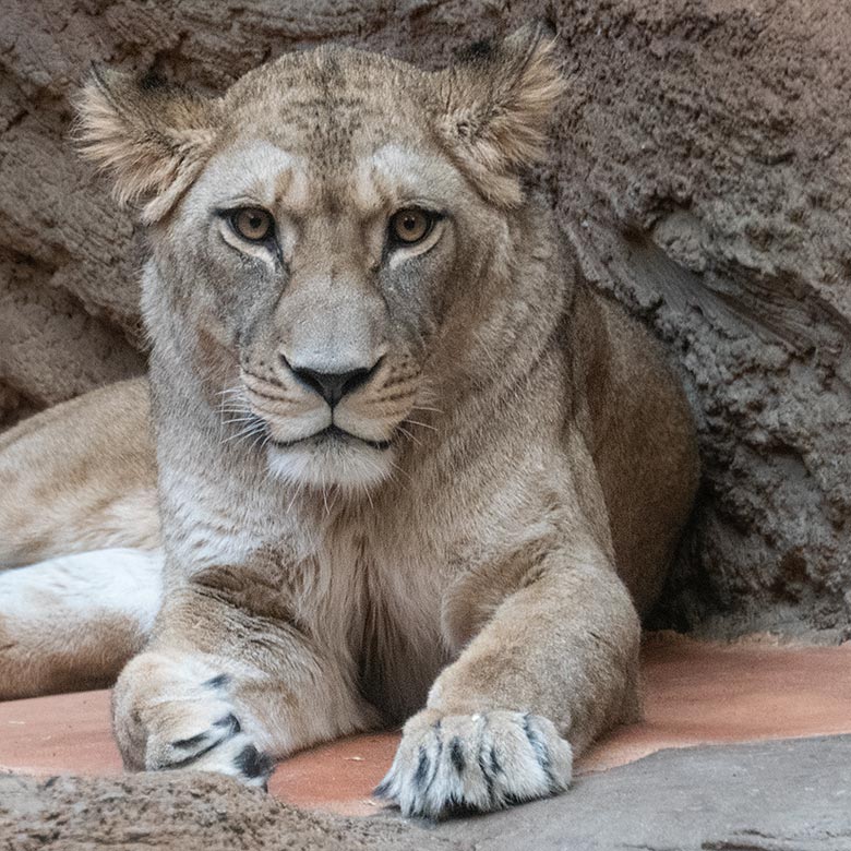 Berberlöwin ALORE am 10. Februar 2024 im Innen-Schaugehege im Löwen-Haus im Grünen Zoo Wuppertal