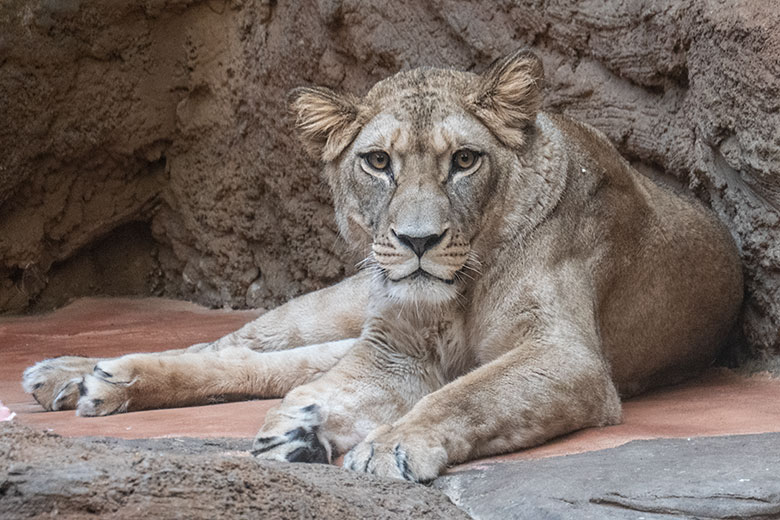 Berberlöwen-Katze ALORE am 10. Februar 2024 im Innen-Schaugehege im Löwen-Haus im Zoologischen Garten der Stadt Wuppertal