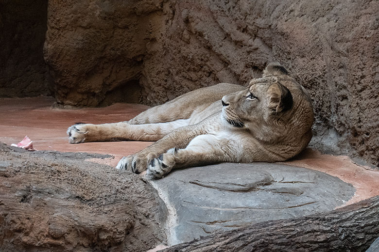 Berberlöwin ALORE am 10. Februar 2024 im Innen-Schaugehege im Löwen-Haus im Wuppertaler Zoo