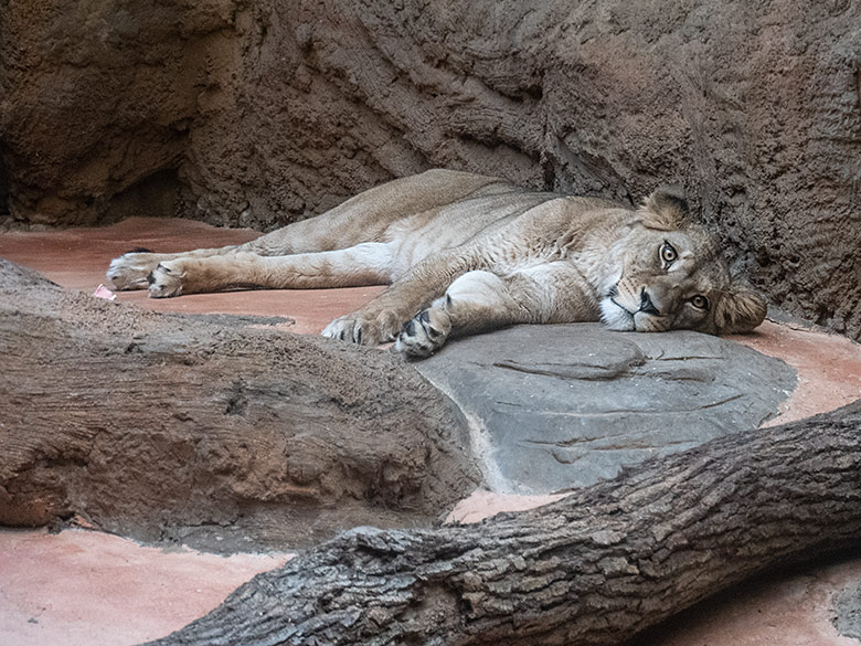 Berberlöwin ALORE am 10. Februar 2024 im Innen-Schaugehege im Löwen-Haus im Wuppertaler Zoo