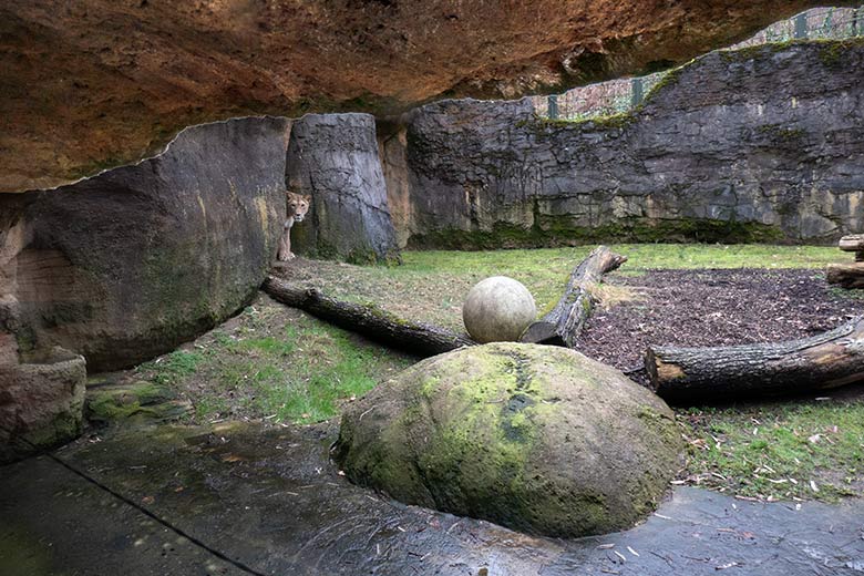 Berberlöwin ALORE am 16. Februar 2024 auf der kleinen Außenanlage am Löwen-Haus im Grünen Zoo Wuppertal