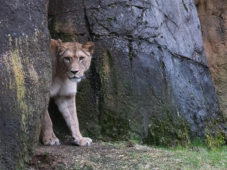 Berberlöwin ALORE am 16. Februar 2024 auf der kleinen Außenanlage am Löwen-Haus im Wuppertaler Zoo