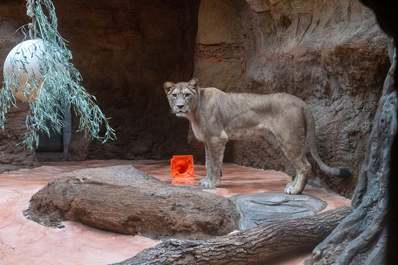 Berberlöwin ALORE am 16. Februar 2024 im Innen-Schaugehege im Löwen-Haus im Grünen Zoo Wuppertal