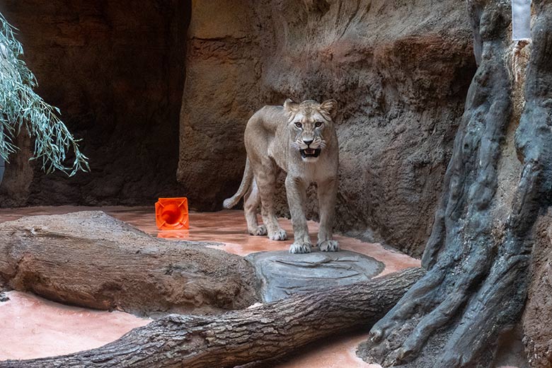 Berberlöwin ALORE am 16. Februar 2024 im Innen-Schaugehege im Löwen-Haus im Wuppertaler Zoo