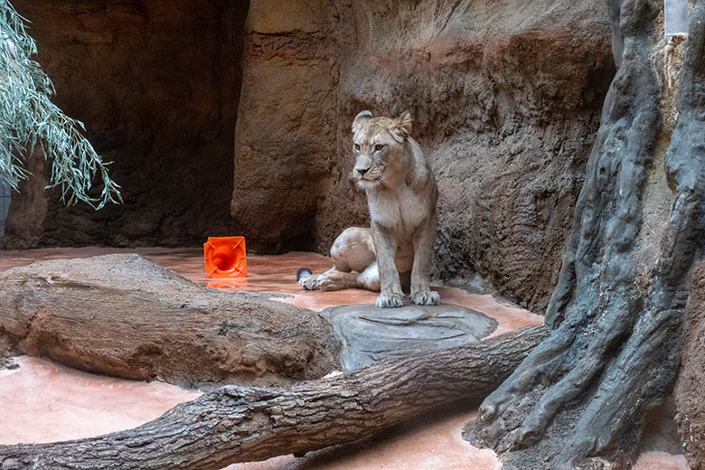 Berberlöwin ALORE am 16. Februar 2024 im Innen-Schaugehege im Löwen-Haus im Zoo Wuppertal