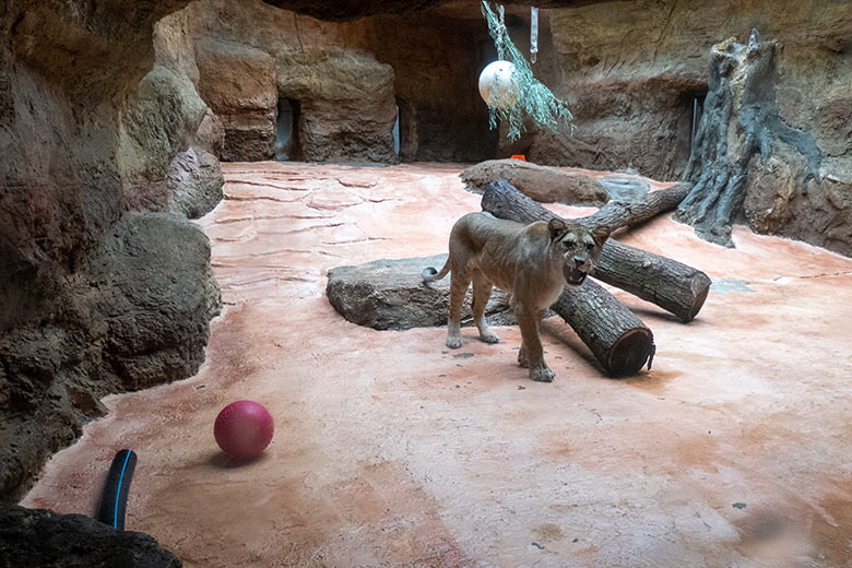 Berberlöwin ALORE am 16. Februar 2024 im Innen-Schaugehege im Löwen-Haus im Grünen Zoo Wuppertal