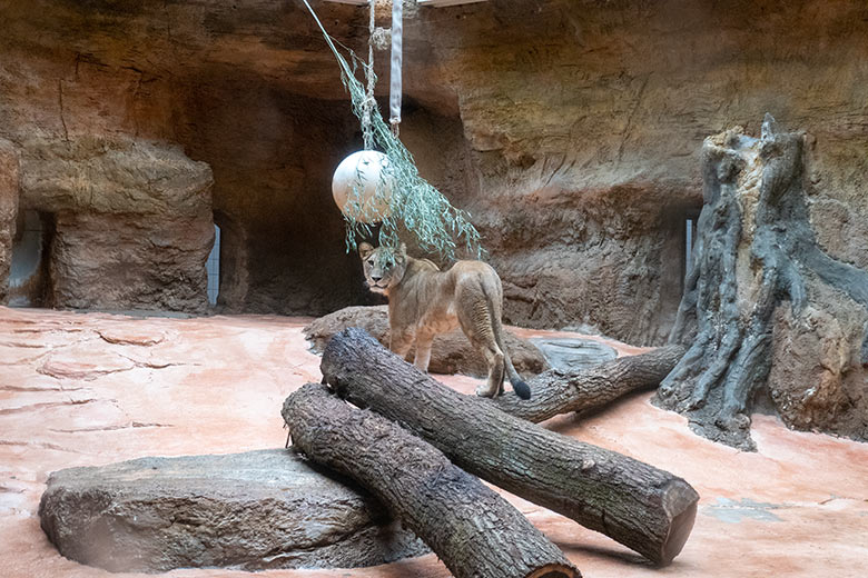 Berberlöwin ALORE am 16. Februar 2024 im Innen-Schaugehege im Löwen-Haus im Zoologischen Garten der Stadt Wuppertal