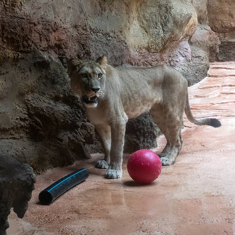 Berberlöwin ALORE am 16. Februar 2024 im Innen-Schaugehege im Löwen-Haus im Zoo Wuppertal