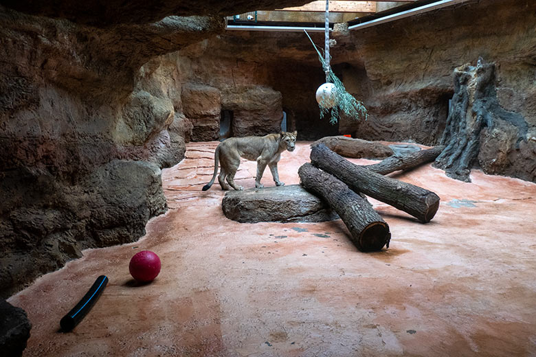 Berberlöwin ALORE am 16. Februar 2024 im Innen-Schaugehege im Löwen-Haus im Grünen Zoo Wuppertal