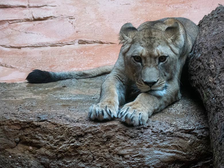 Berberlöwin ALORE am 16. Februar 2024 im Innen-Schaugehege im Löwen-Haus im Zoo Wuppertal