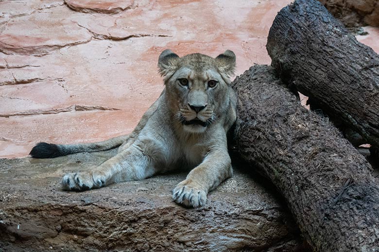 Berberlöwin ALORE am 16. Februar 2024 im Innen-Schaugehege im Löwen-Haus im Grünen Zoo Wuppertal