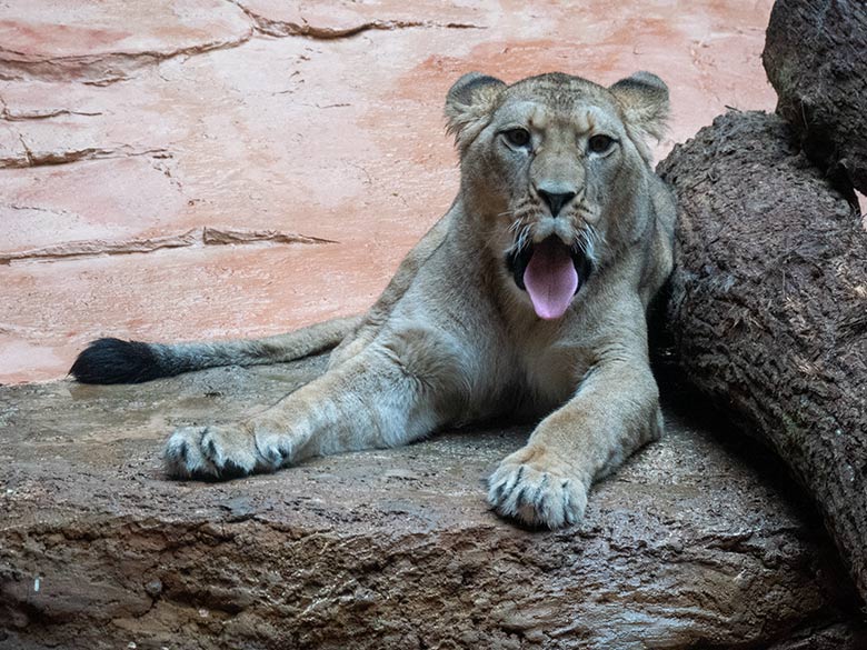 Berberlöwin ALORE am 16. Februar 2024 im Innen-Schaugehege im Löwen-Haus im Grünen Zoo Wuppertal