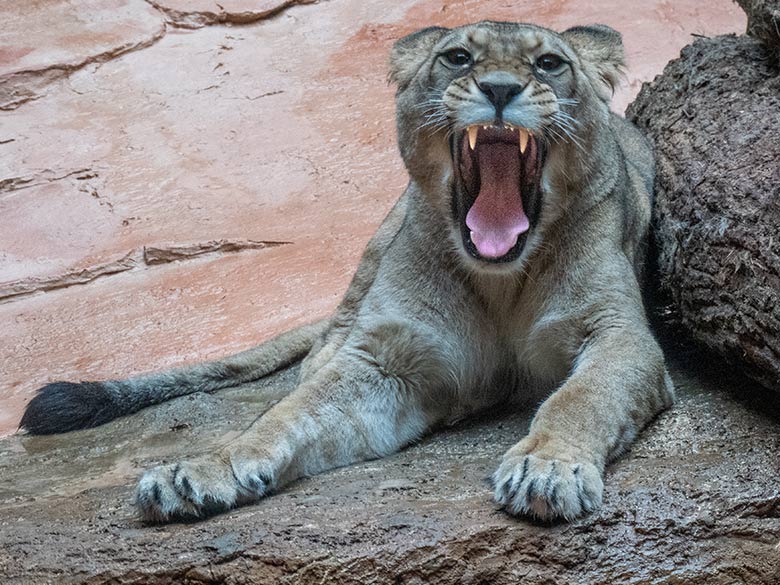 Berberlöwin ALORE am 16. Februar 2024 im Innen-Schaugehege im Löwen-Haus im Wuppertaler Zoo