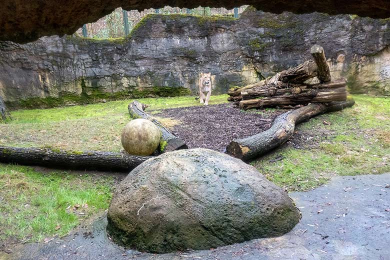 Berberlöwin ALORE am 18. Februar 2024 auf der kleinen Außenanlage am Löwen-Haus im Zoologischen Garten der Stadt Wuppertal