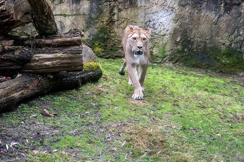 Berberlöwin ALORE am 18. Februar 2024 auf der kleinen Außenanlage am Löwen-Haus im Zoo Wuppertal