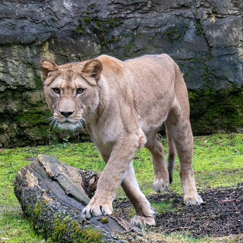 Berberlöwin ALORE am 18. Februar 2024 auf der kleinen Außenanlage am Löwen-Haus im Grünen Zoo Wuppertal