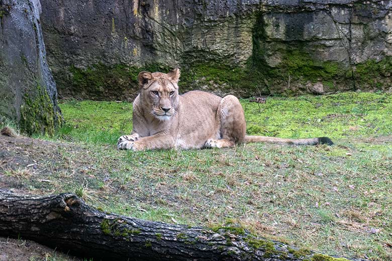 Berberlöwin ALORE am 18. Februar 2024 auf der kleinen Außenanlage am Löwen-Haus im Zoologischen Garten Wuppertal