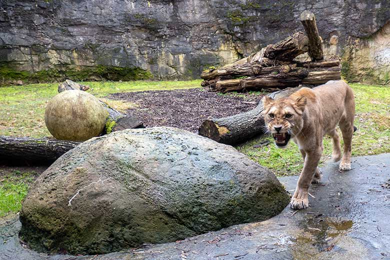 Berberlöwin ALORE am 18. Februar 2024 auf der kleinen Außenanlage am Löwen-Haus im Wuppertaler Zoo