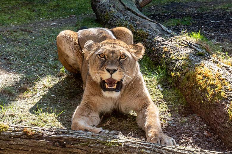 Berberlöwin ALORE am 8. März 2024 auf der Mini-Außenanlage im Löwen-Haus im Grünen Zoo Wuppertal