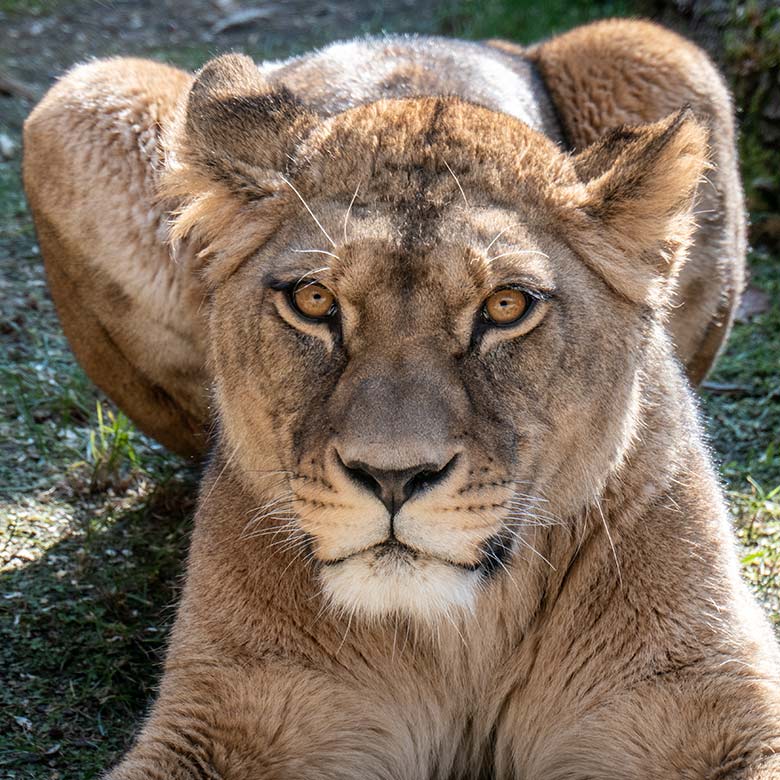 Berberlöwin ALORE am 8. März 2024 auf der Mini-Außenanlage im Löwen-Haus im Zoologischen Garten Wuppertal