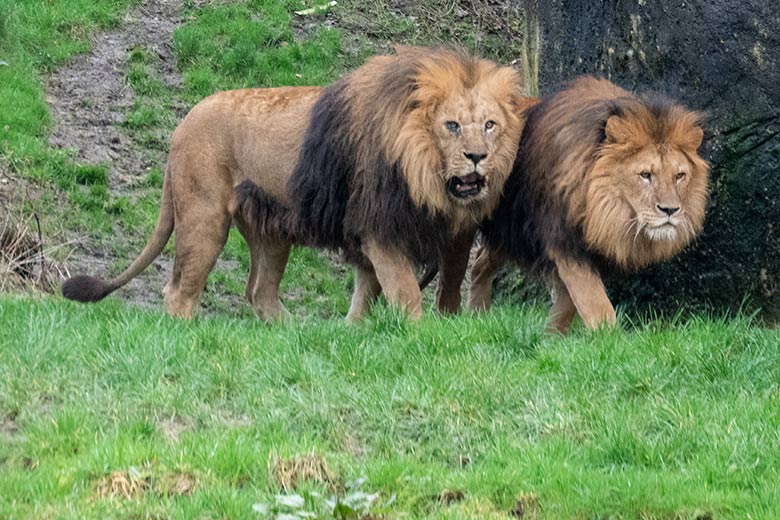 Afrikanische Löwen-Kater SHAWANO und TAMO am 12. März 2024 auf der Außenanlage vor dem Löwen-Haus im Grünen Zoo Wuppertal