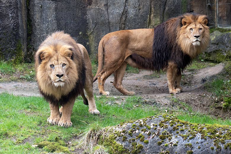 Afrikanische Löwen-Kater SHAWANO und TAMO am 18. März 2024 auf der Außenanlage vor dem Löwen-Haus im Zoologischen Garten Wuppertal
