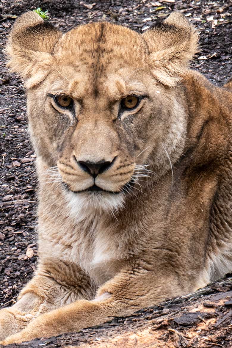 Berberlöwin ALORE am 30. März 2024 auf der Mini-Außenanlage am Löwen-Haus im Grünen Zoo Wuppertal