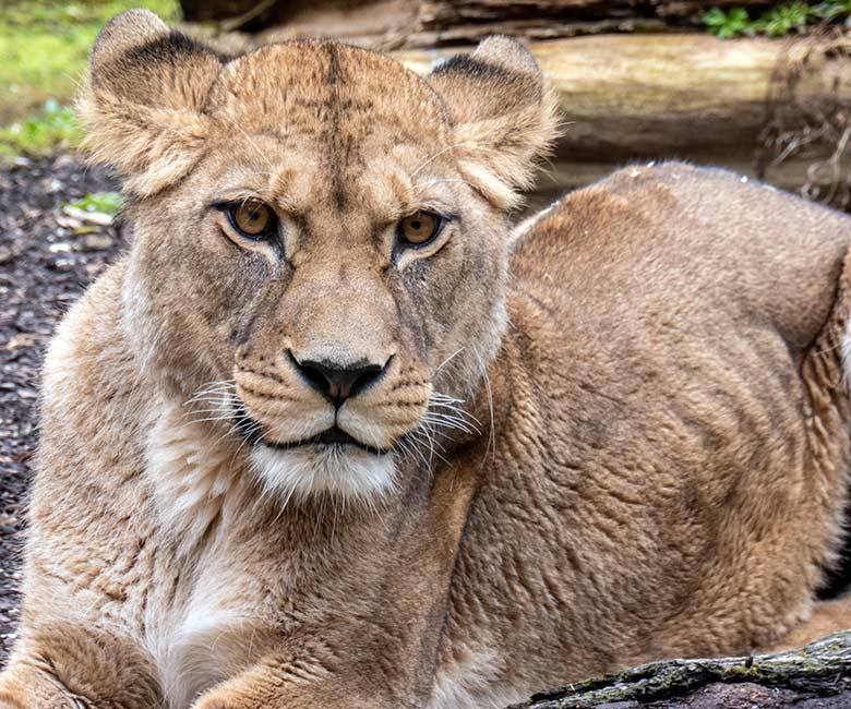 Berberlöwin ALORE am 30. März 2024 auf der Mini-Außenanlage am Löwen-Haus im Wuppertaler Zoo