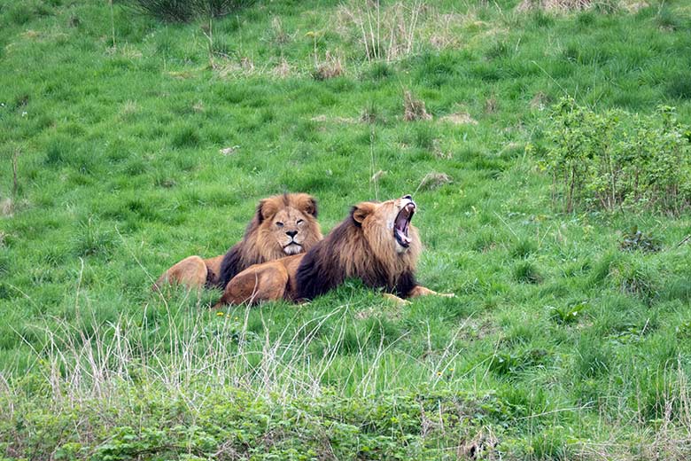 Afrikanische Löwen-Kater SHAWANO und TAMO am 7. April 2024 auf der Löwen-Savanne im Wuppertaler Zoo